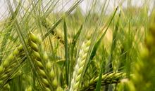 关于处暑的作文：处暑饮食有规律_400字