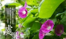 关于处暑的作文：最美人间处暑秋（二）_500字