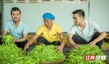 听《稻香》_700字