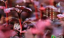 关于处暑的作文：处暑时节，我们要怎么过呢？_1200字