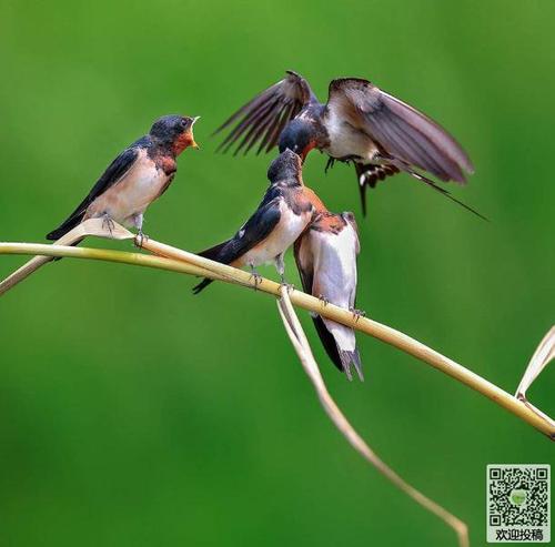 单元组成：保存Birds_700个单词