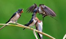 单元作文：救鸟行动_700字