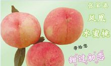 单元作文：凤凰水蜜桃_550字