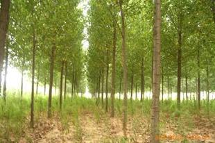 老桃树和柳树_450个单词