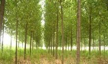 老桃树和杨柳树_450字