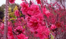 人面不知何处去，桃花依旧笑春风_800字