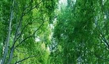 感受大自然_450字