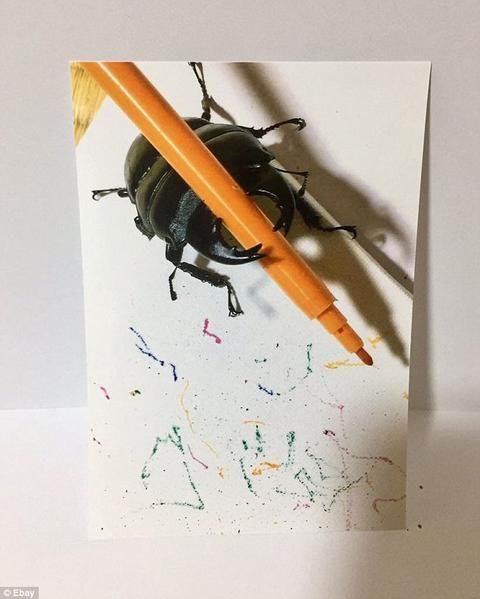 [超新星初中组]愿意成为bug_600字