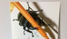 [超新星初中组]愿做一只虫_600字