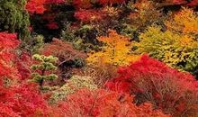 高二状物作文：醉人的秋_1000字