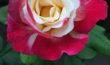 在黑夜中绽放_300字