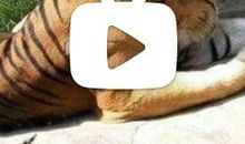 叔叔真正直_650字