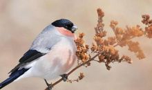 《灰雀》续写_400字