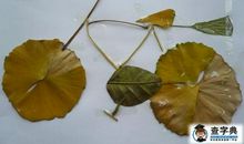 高二叙事作文：做一片银杏叶_900字