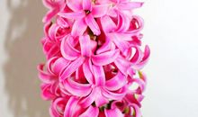 静静地守护着一朵花开_1000字