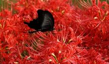 那年彼岸花开_1500字