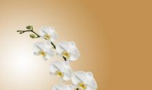 [超新星初中组]人与人之间的诚信_550字