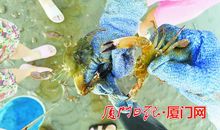 《蛤蜊之歌》读后感_400字