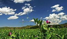 季节的好段好句：处暑二_800字