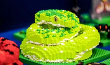 我走进了动物王国_650字