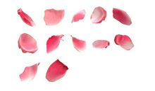 叶萧湖的玫瑰花瓣_1200字