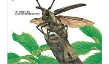 昆虫赞歌——读《昆虫记》有感_800字