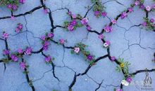 夹缝中的生命_750字