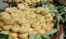 剧毒冰莲（第九章）抢劫_1200字