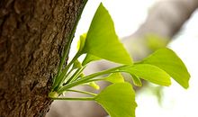 高二说明文：绿色湛江_900字