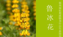 二年级观后感：鲁冰花5_600字