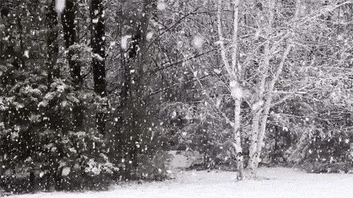 大雪的组成：第一场大雪700字