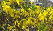 [春天来了]春天，你来了_500字