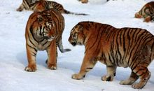 《虎假狐威》续写_250字