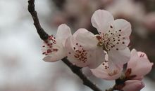 [春天来了]你听花开梦仍在_750字