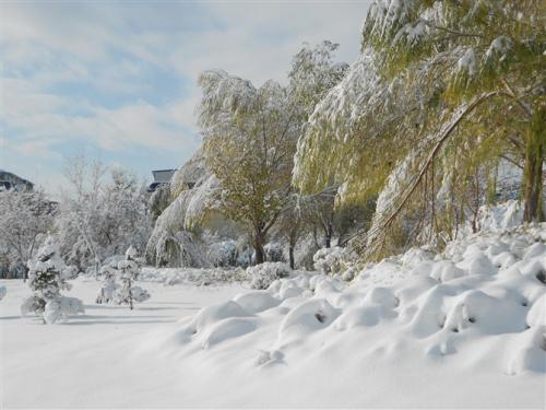 大雪的组成：罕见的大雪_400字