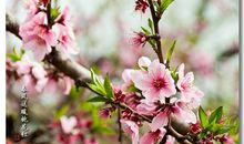 春天好段好句：春风送暖春风_700字