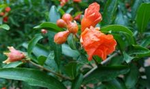 高一议论散文：相思_1200字