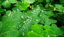 春天好段好句：甘美的春雨_900字