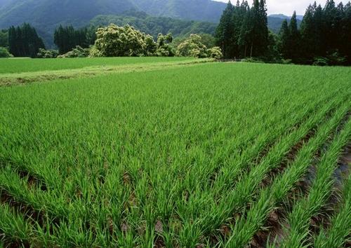 [春天来了] Spring Field_500个单词