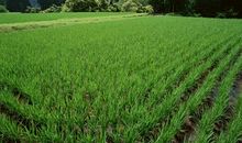 [春天来了]春天的田野_500字