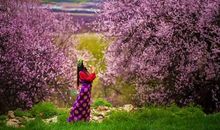 [春天来了]相约凤凰山桃花节_500字