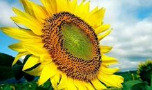 [春天来了]千树万树“李”花开_450字