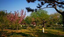 [春天来了]春意盎然_500字