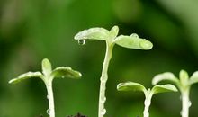 [超新星初中组]当一颗会发芽的文明种子_800字