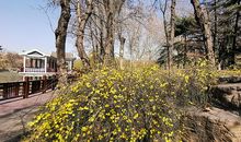 [春天来了]如画的校园_800字