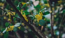 [超新星初中组]品味?桂花_1200字