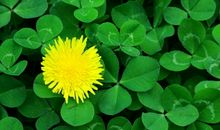 春天好段好句：各式各样的野花_750字