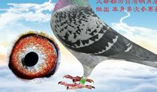 [超新星初中组]男孩与鸽_2000字