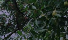 [超新星初中组]蒲公英飞走了（第一章）_1500字