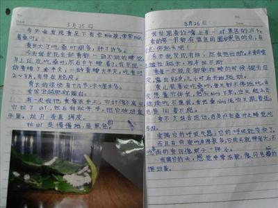 四年级日记：保持纪律_350字